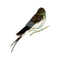 Blue Footed Booby Animals Blue Footed Booby Animals