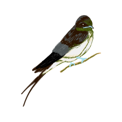 Blue Footed Booby Animals Blue Footed Booby Animals