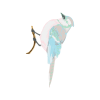 Blue Jay Animals Blue Jay Animals