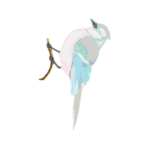 Blue Jay Animals Blue Jay Animals