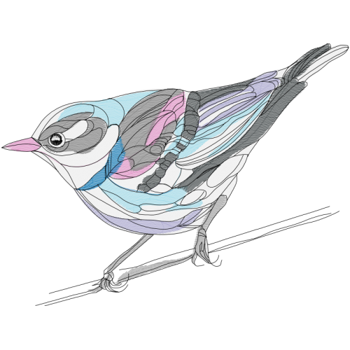 Blue Jay Animals Blue Jay Animals