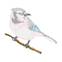 Blue Jay Animals Blue Jay Animals