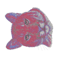 British Shorthair Animals British Shorthair Animals