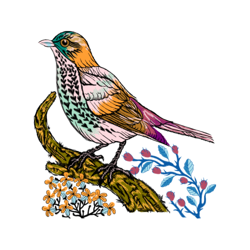 Brown Thrasher Animals Brown Thrasher Animals