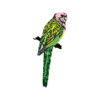 Budgerigar Animals Budgerigar Animals