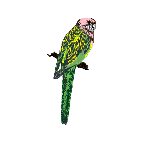 Budgerigar Animals Budgerigar Animals