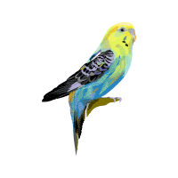 Budgerigar Animals