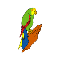 Budgerigar Animals Budgerigar Animals