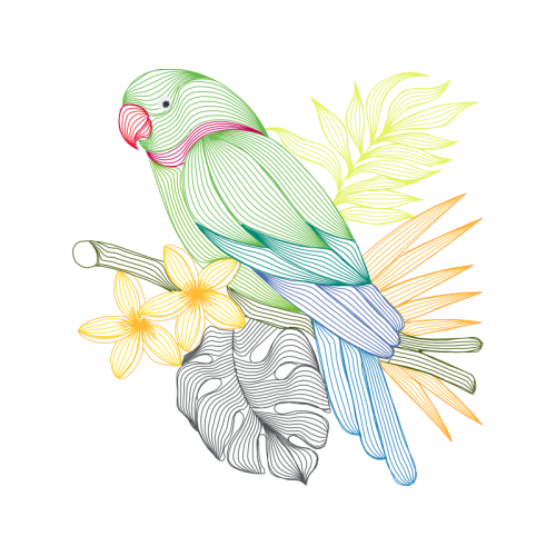 Budgerigar Animals Budgerigar Animals