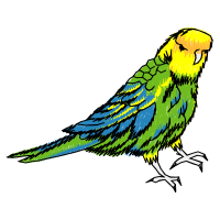 Budgerigar Animals Budgerigar Animals