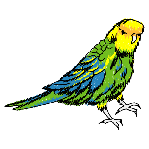 Budgerigar Animals Budgerigar Animals