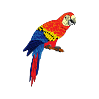 Budgerigar Animals Budgerigar Animals