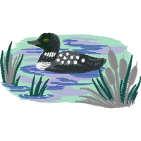 Canvasback Animals Canvasback Animals