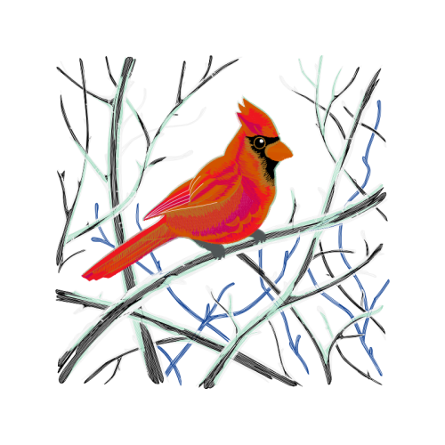 Cardinalidae Animals Cardinalidae Animals