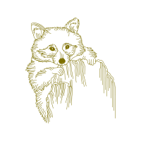 Cat Animals Cat Animals