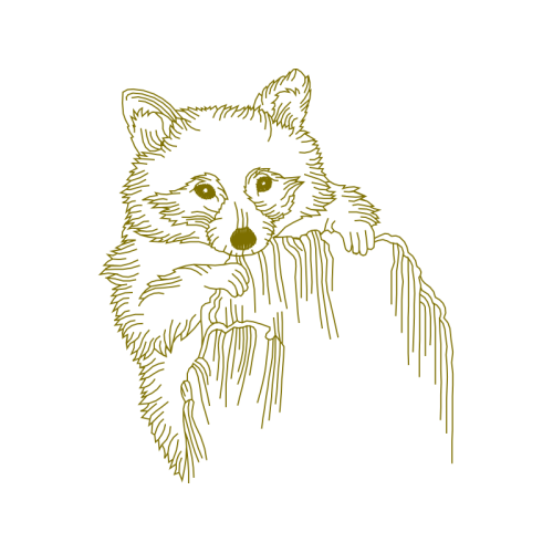 Cat Animals Cat Animals