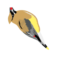 Cedar Waxwing Animals