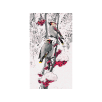 Cedar Waxwing Animals Cedar Waxwing Animals