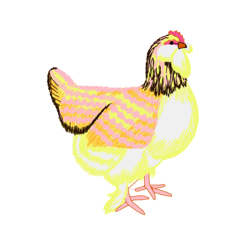 Chicken Animals Chicken Animals