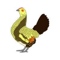 Chicken Animals Chicken Animals