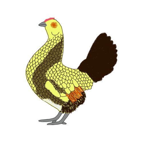 Chicken Animals Chicken Animals