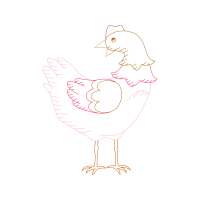 Chicken Animals Chicken Animals