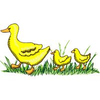 Chicken Animals Chicken Animals