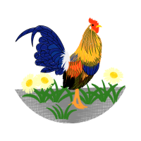 Chicken Animals Chicken Animals