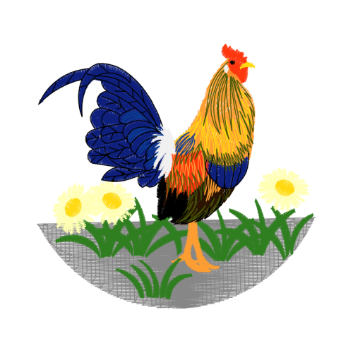 Chicken Animals Chicken Animals