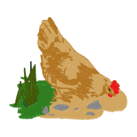 Chicken Animals Chicken Animals