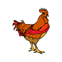 Chicken Animals Chicken Animals