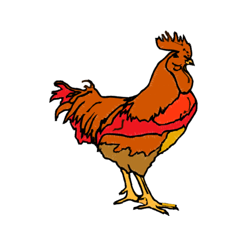 Chicken Animals Chicken Animals