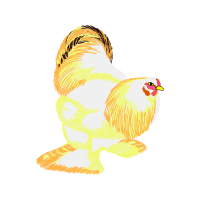 Chicken Animals Chicken Animals