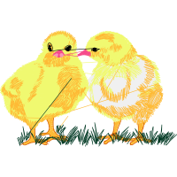 Chicken Animals Chicken Animals