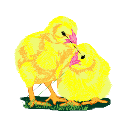 Chicken Animals Chicken Animals