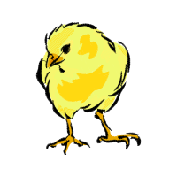 Chicken Animals Chicken Animals