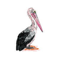 Ciconiiformes Animals