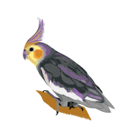 Cockatiel Animals