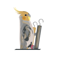 Cockatiel Animals