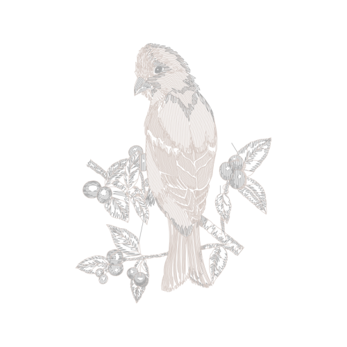 Cockatiel Animals Cockatiel Animals