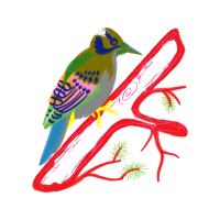 Coraciiformes Animals