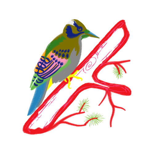 Coraciiformes Animals Coraciiformes Animals