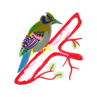 Coraciiformes Animals