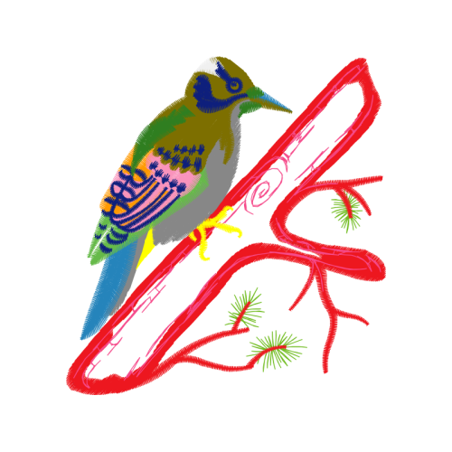 Coraciiformes Animals Coraciiformes Animals