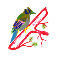 Coraciiformes Animals