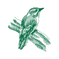 Coraciiformes Animals