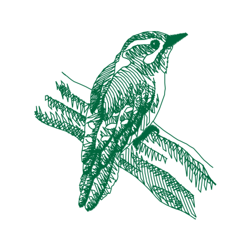 Coraciiformes Animals