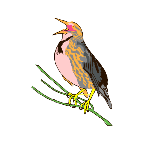 Coraciiformes Animals