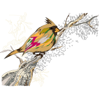 Coraciiformes Animals