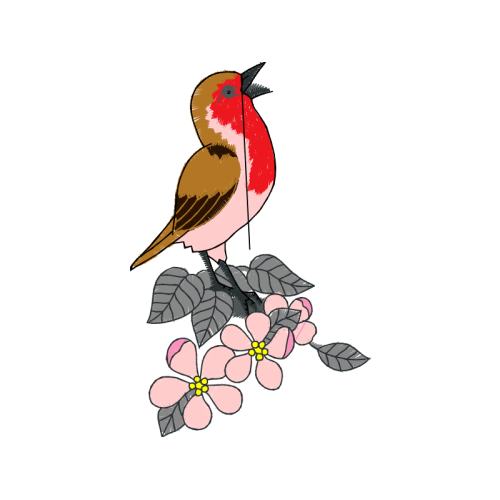 Coraciiformes Animals Coraciiformes Animals